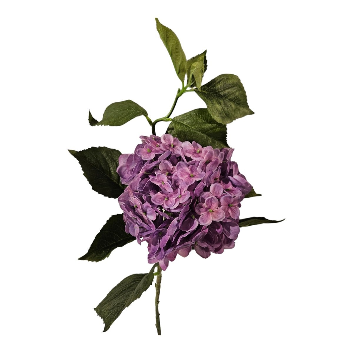Purple Single Hydrangea