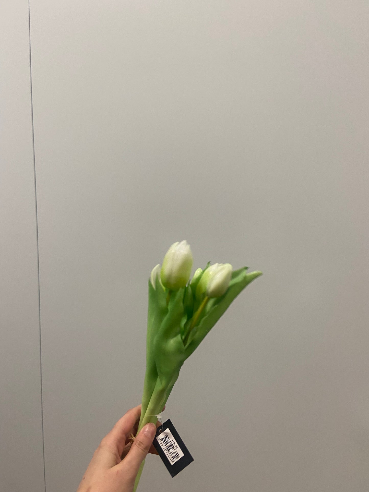 tulpen cream white 31cm bundel van 5