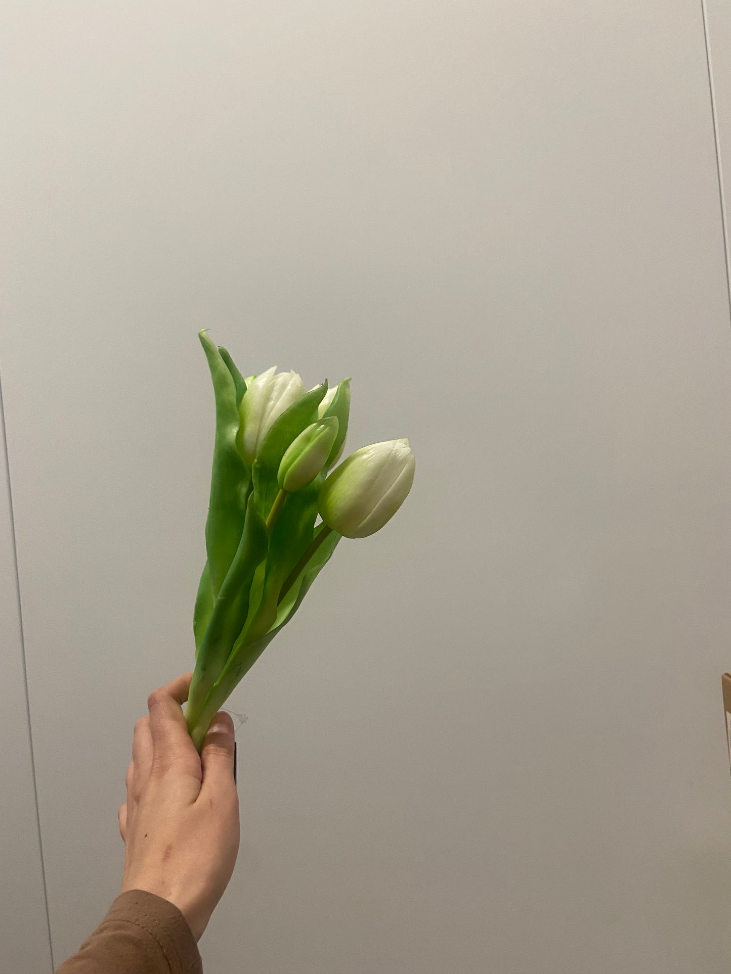 tulpen cream white 31cm bundel van 5