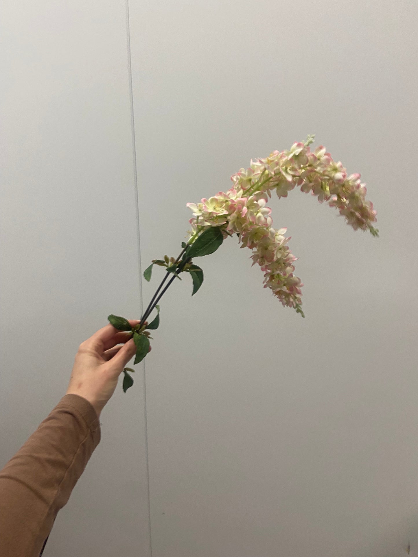 Eremurus 106cm