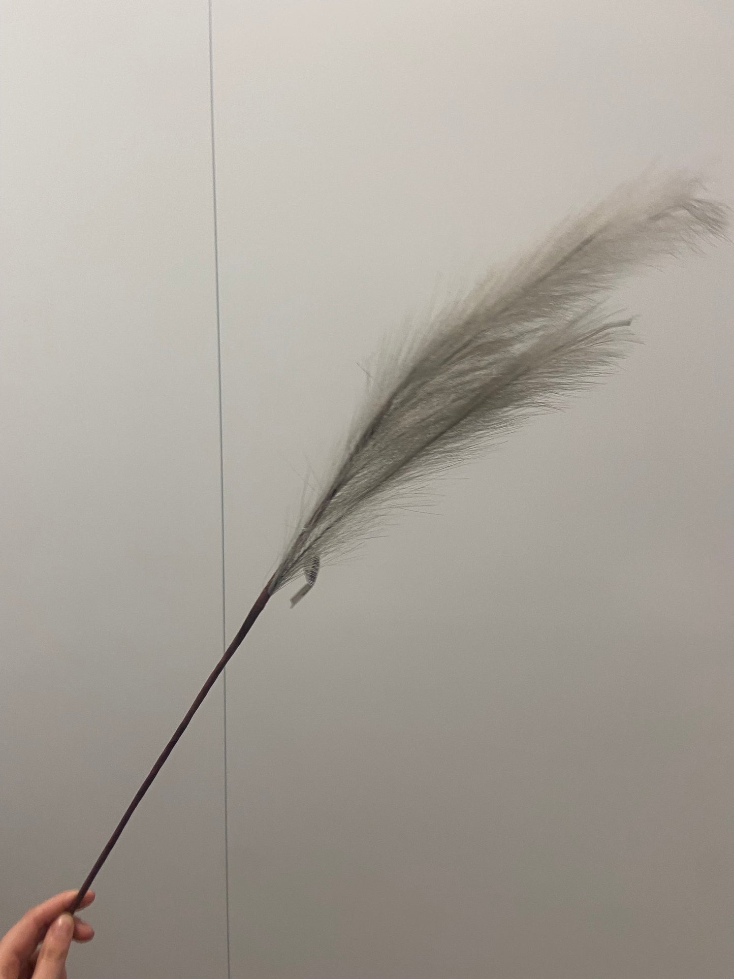 pampas grijs 93cm