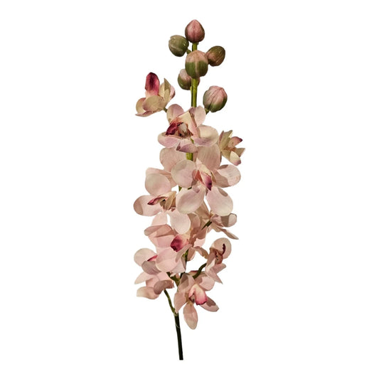 Pink Dainty orchid