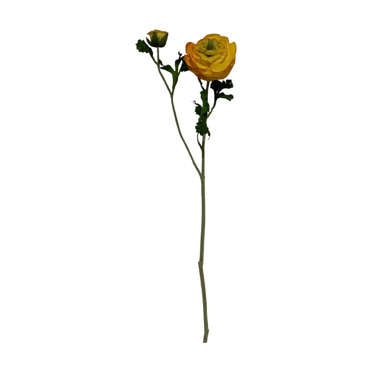 Ranunculus (1 bloem, 1 knop, 5 bladeren)